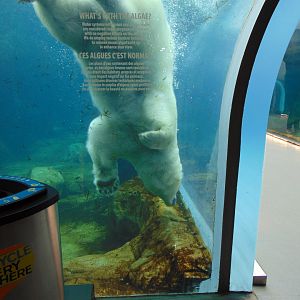 Polar Bear Diving
