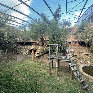 African Leopard, Forrest's Enclosure (Panthera pardus pardus)