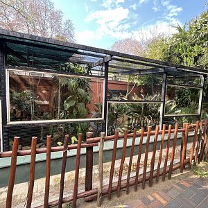 {New} Thick-tailed Greater Busbaby Enclosure (Otolemur crassicaudatus)