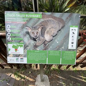 {New} Thick-tailed Greater Busbaby  (Otolemur crassicaudatus)