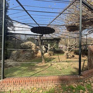 King Vulture Exhibit (Sarcoramphus papa)
