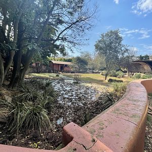 Pygmy Hippo Enclosure (Choeropsis liberiensis)