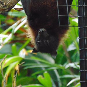 Indian Fruit Bat (Pteropus giganteus)