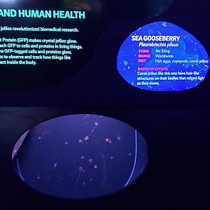 sea gooseberry education