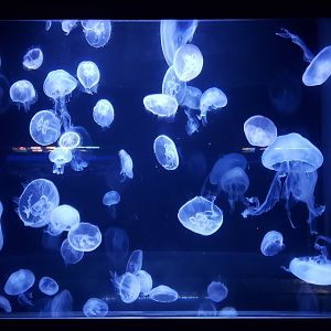 moon jellies