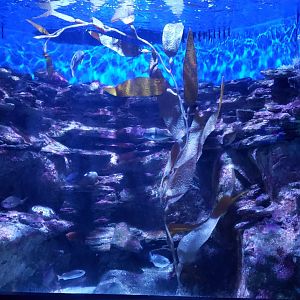 tank with juvenile garibaldi