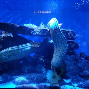 california moray tank