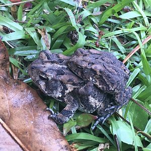 Southern Toad (Anaxyrus terrestris)