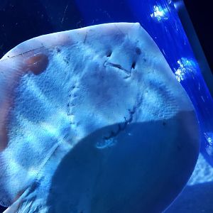 stingray