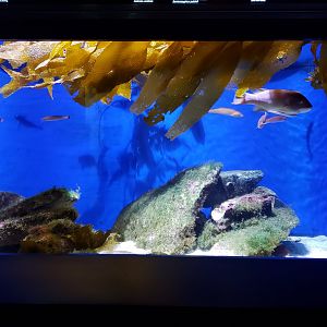 young California sheepshead