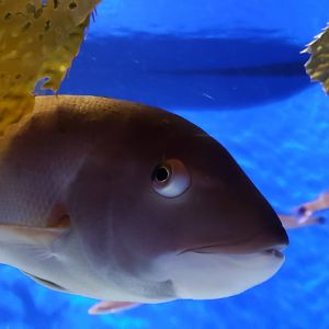 young california sheeps head