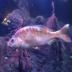 rainbow surfperch