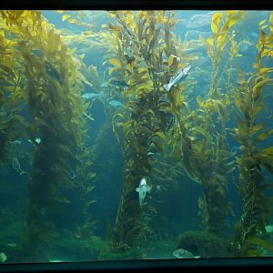 kelp tank