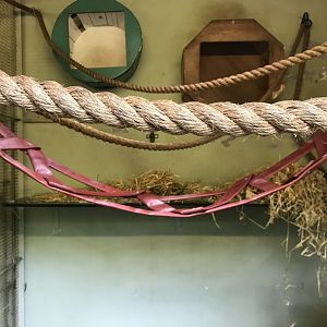 Buff cheeked gibbon indoors