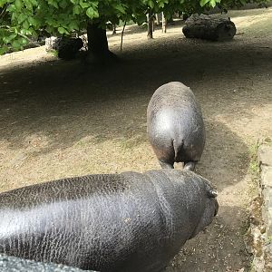 Pygmy hippos