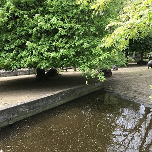 Pygmy hippo enclosure