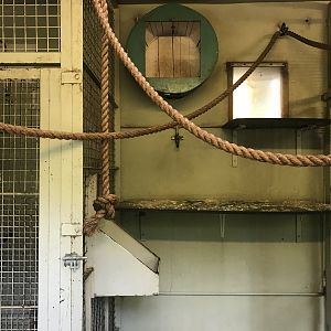 Buff cheeked gibbon indoors (2)