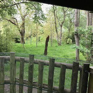 Southern cassowary enclosure