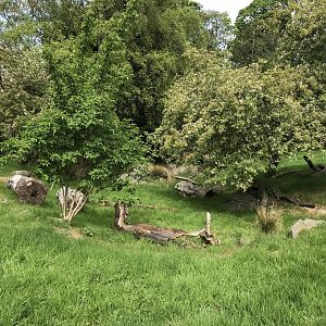 Southern pudu and Azara’s agouti enclosure