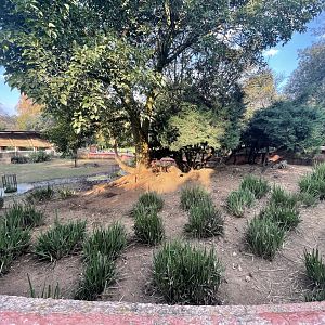 Pygmy hippo Exhibit, top view (Choeropsis liberiensis)