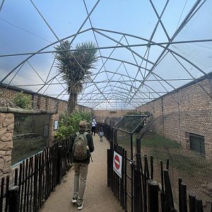 Crocodile Winter House: Nile and Dwarf Crocodiles (Crocodylus niloticus, Osteolaemus tetraspis)