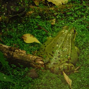 Edible or pool frog?