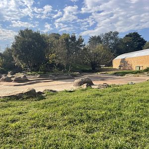 Nile Crocodile Enclosure, Under renovation (Crocodylus niloticus)