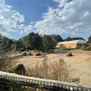 Nile Crocodile Enclosure, Under renovation (Crocodylus niloticus)