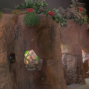 The LAIR entrance terrariums