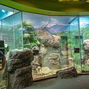 The LAIR tall terrariums