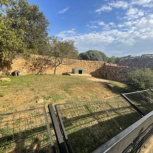 Bat-Eared Fox Enclosure (Otocyon megalotis)