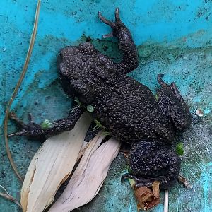 Common toad