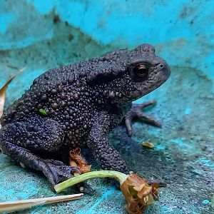 Common toad
