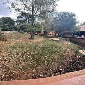 Pygmy Hippo Enclosure (Choeropsis liberiensis)