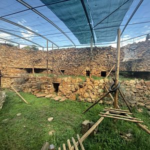 Chacma Baboon Enclosure (Papio ursinus ursinus)
