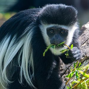 Young Colobus Monkey