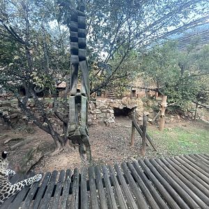 African Leopard (Panthera pardus pardus)