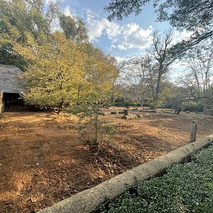 European Wild Boar Enclosure (Sus scrofa)