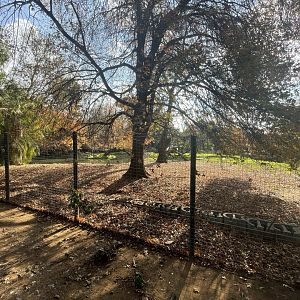 Sitatunga Enclosure (Tragelaphus spekii)
