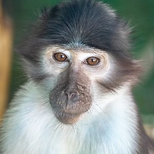 White Naped Mangabey