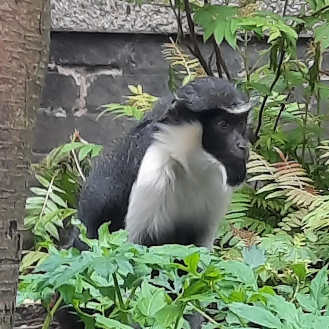 Diana monkey