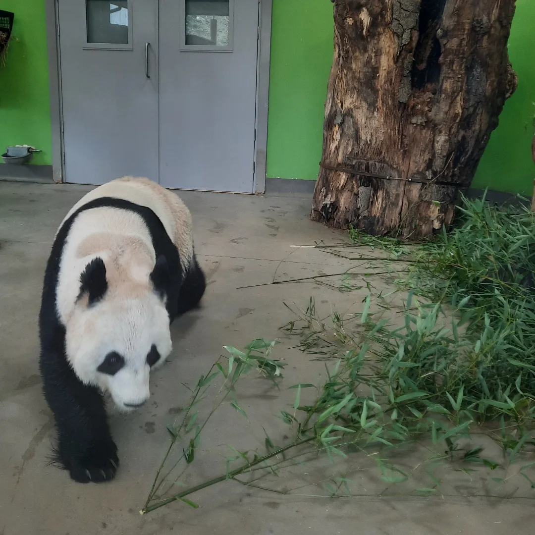 Giant panda