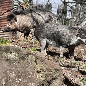 Visayan warty pig
