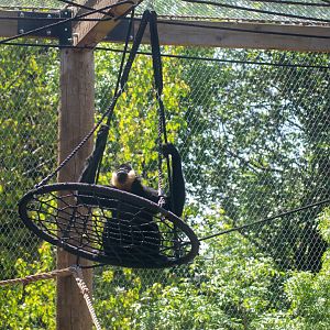 Gibbon on a Swing