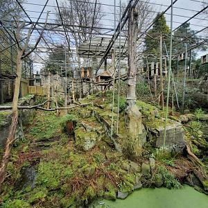 The L'Hoest's guenon enclosure