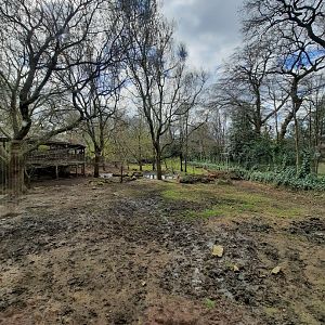 Red River hog enclosure