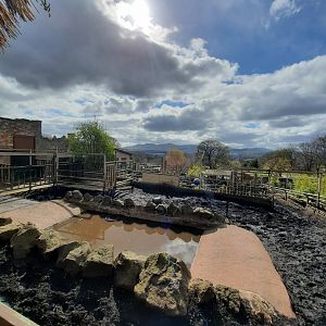 Indian rhino enclosure