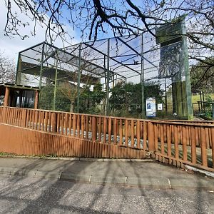 Egyptian vulture aviary