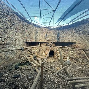 Mandrill Enclosure (Mandrillus sphinx)