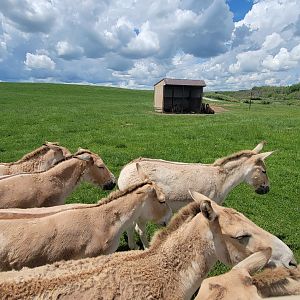 May. 2022 - Second Pasture - Persian Onagers and Bactrian Camels
